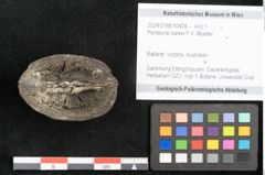 Foto (Objekt + Etikett) von Penteune clarkei F.V. Mueller (NHMW-GEO-2024-0188-10424)